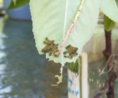 Promethia Larvae